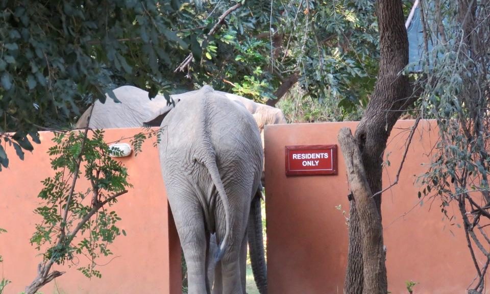 Elephants Croc Valley Camp