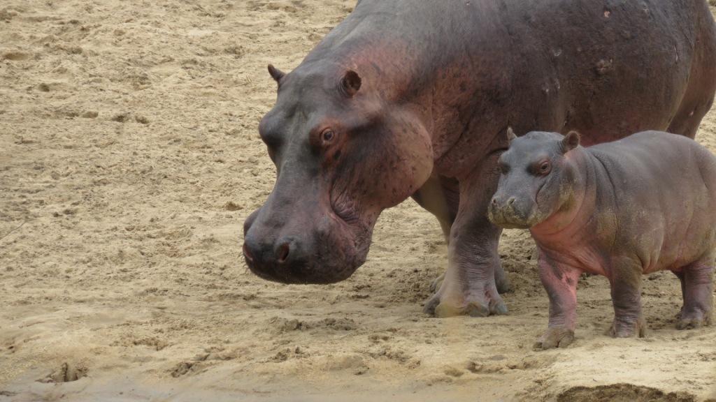 Hippo Croc Valley Camp