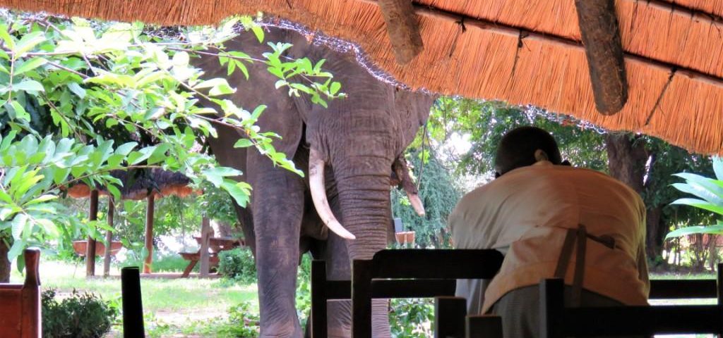 Elephant Croc Valley Camp