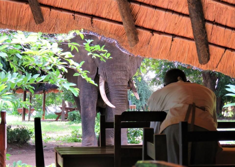 Elephant Croc Valley Camp