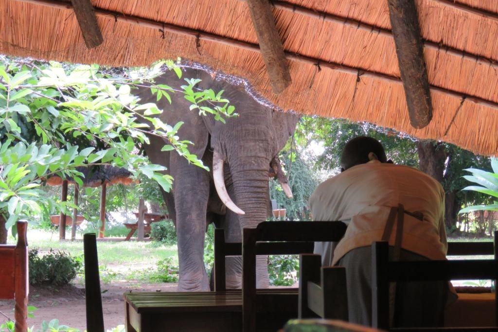 Elephants Croc Valley Camp