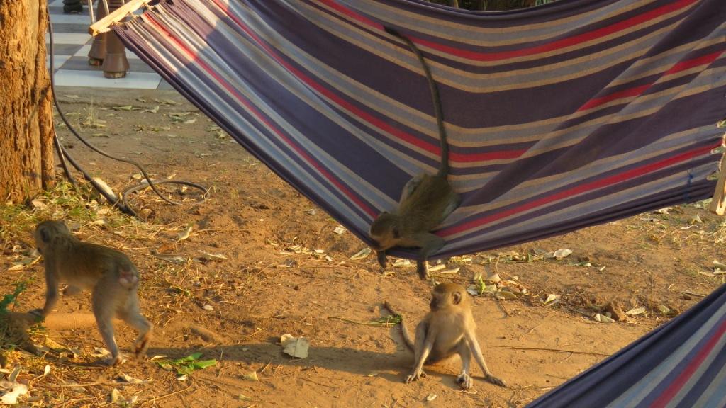 Vervet Monkeys Hammock