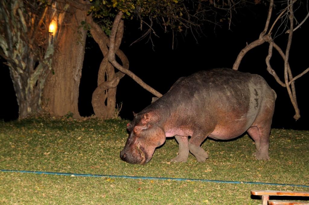 Hippo Croc Valley Camp