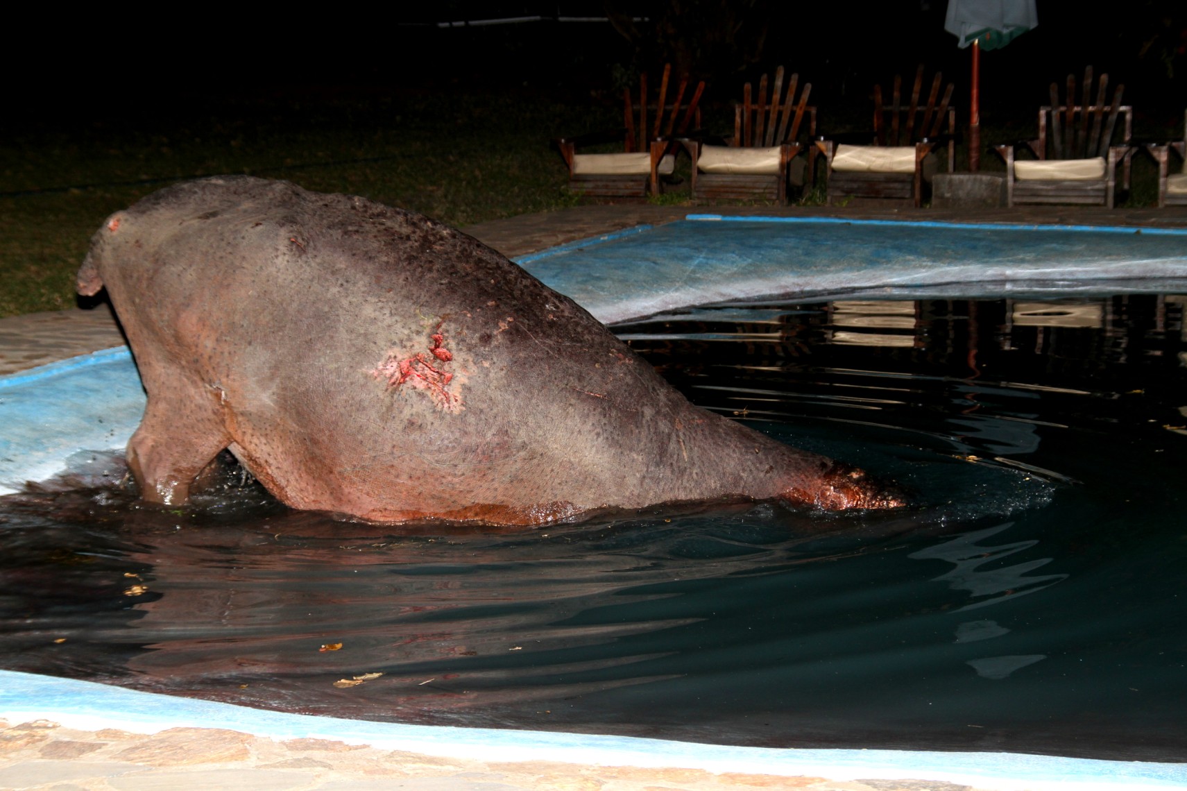 Hippo Swimming Pool