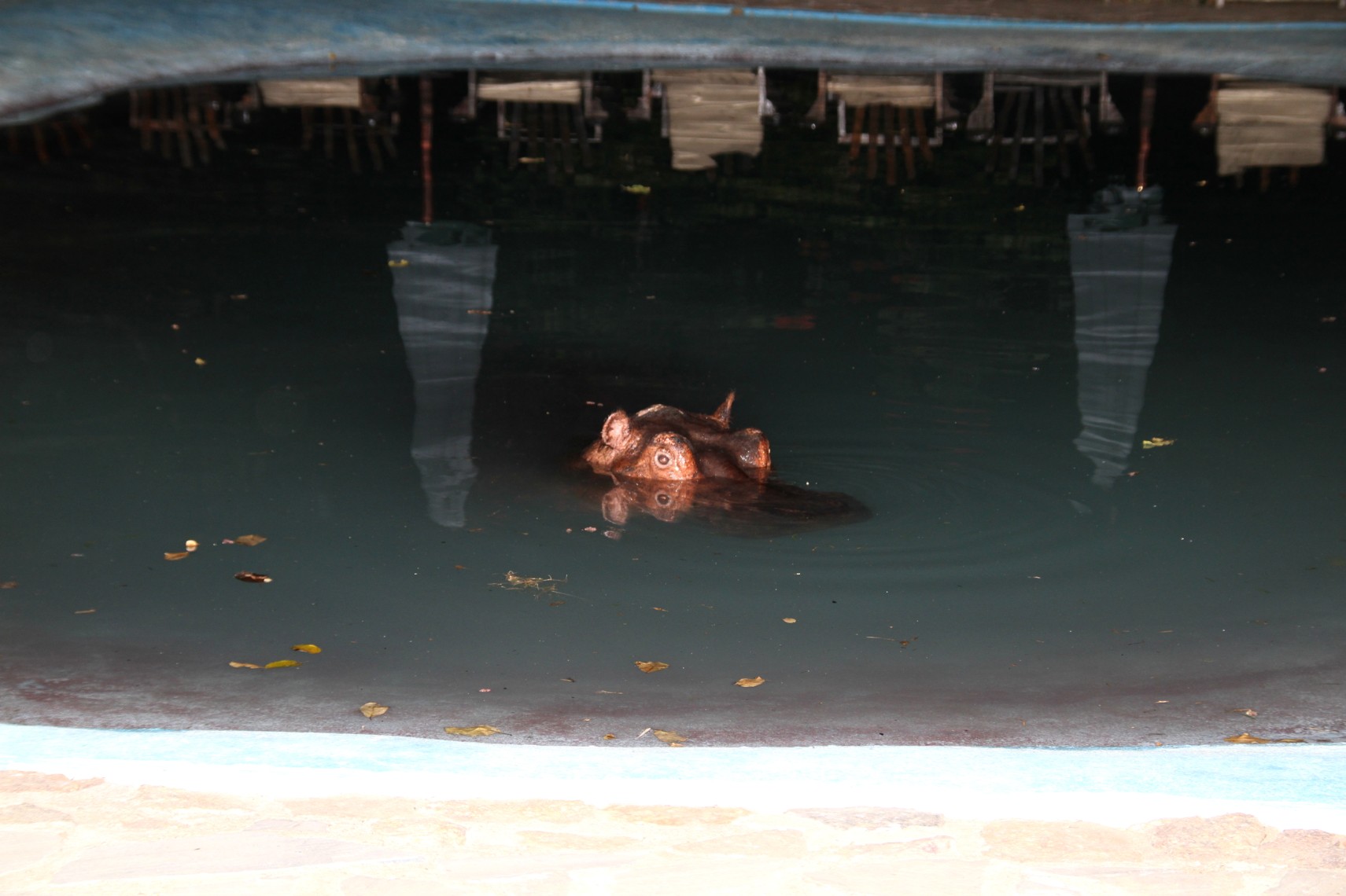 Hippo Swimming Pool