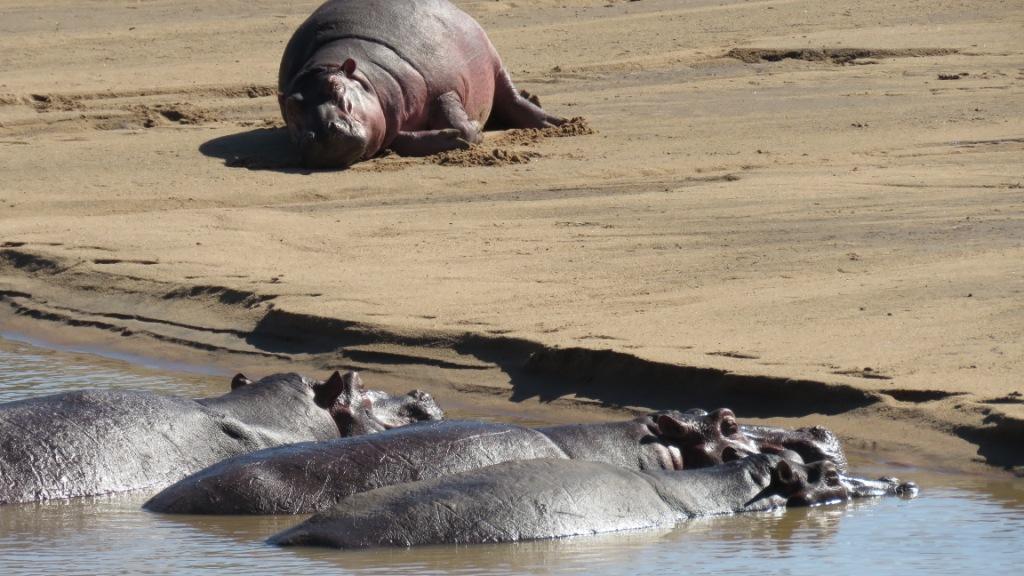 Hippo Croc Valley Camp