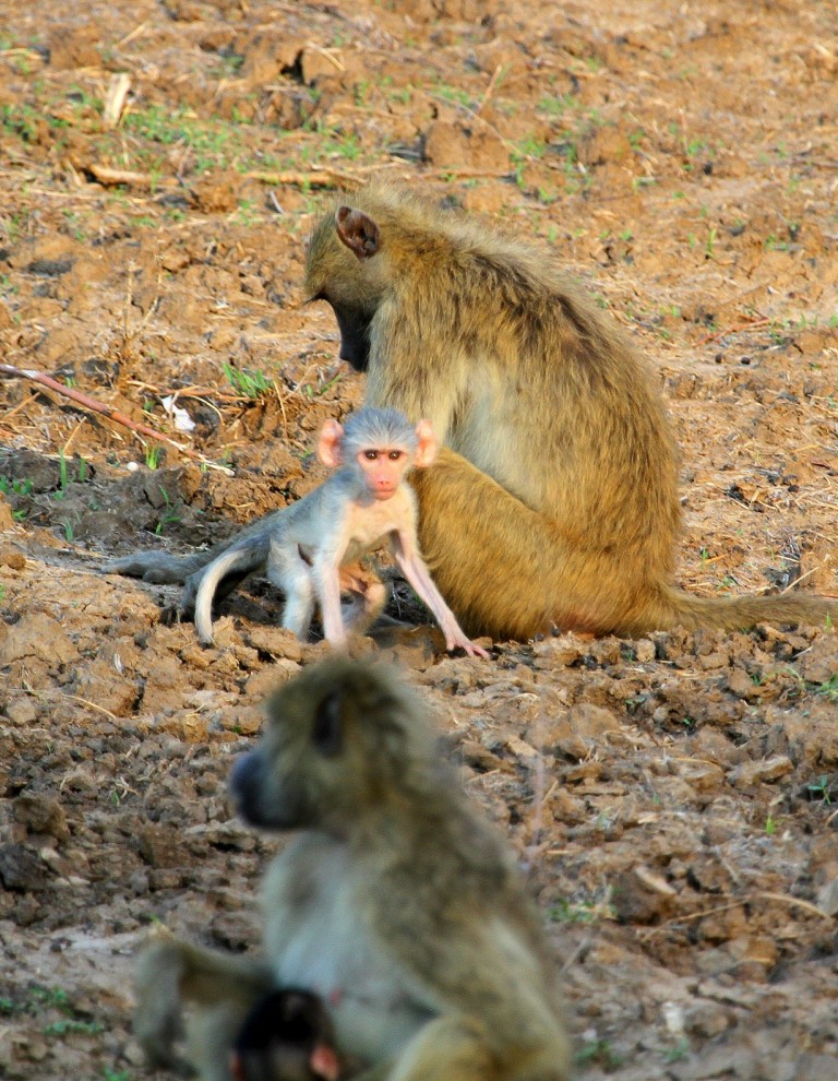White Baby Baboon