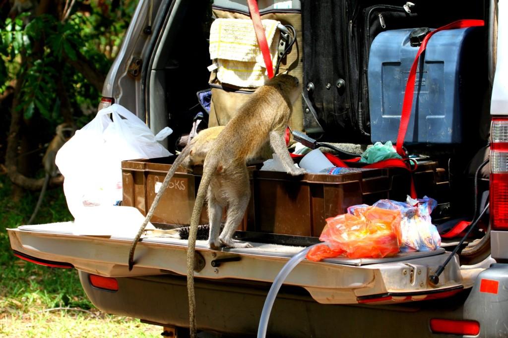 Vervet Monkeys Croc Valley