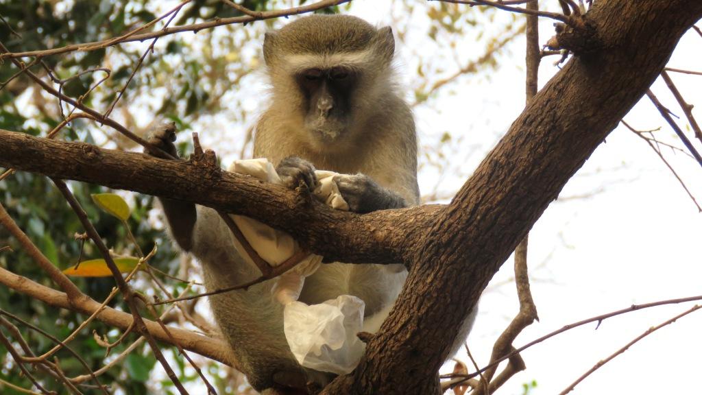 Vervet on tree