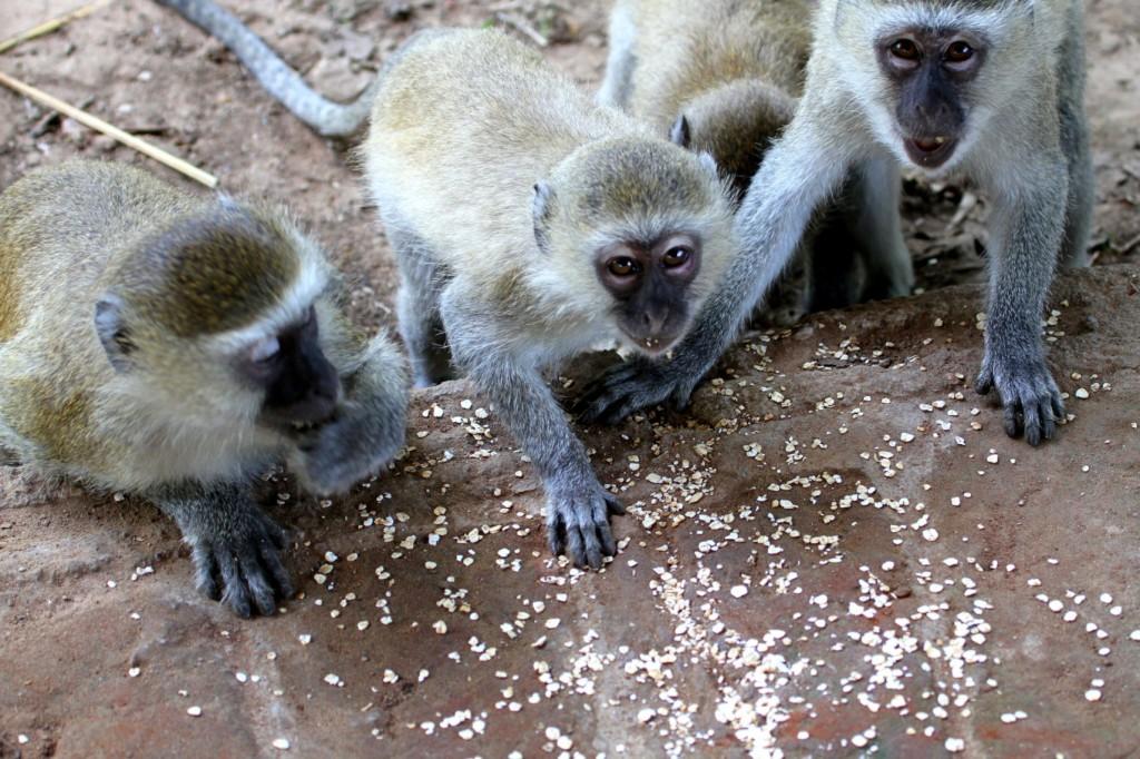 Vervet Monkeys Croc Valley