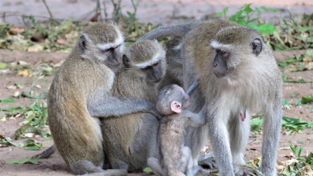 Vervet Monkey