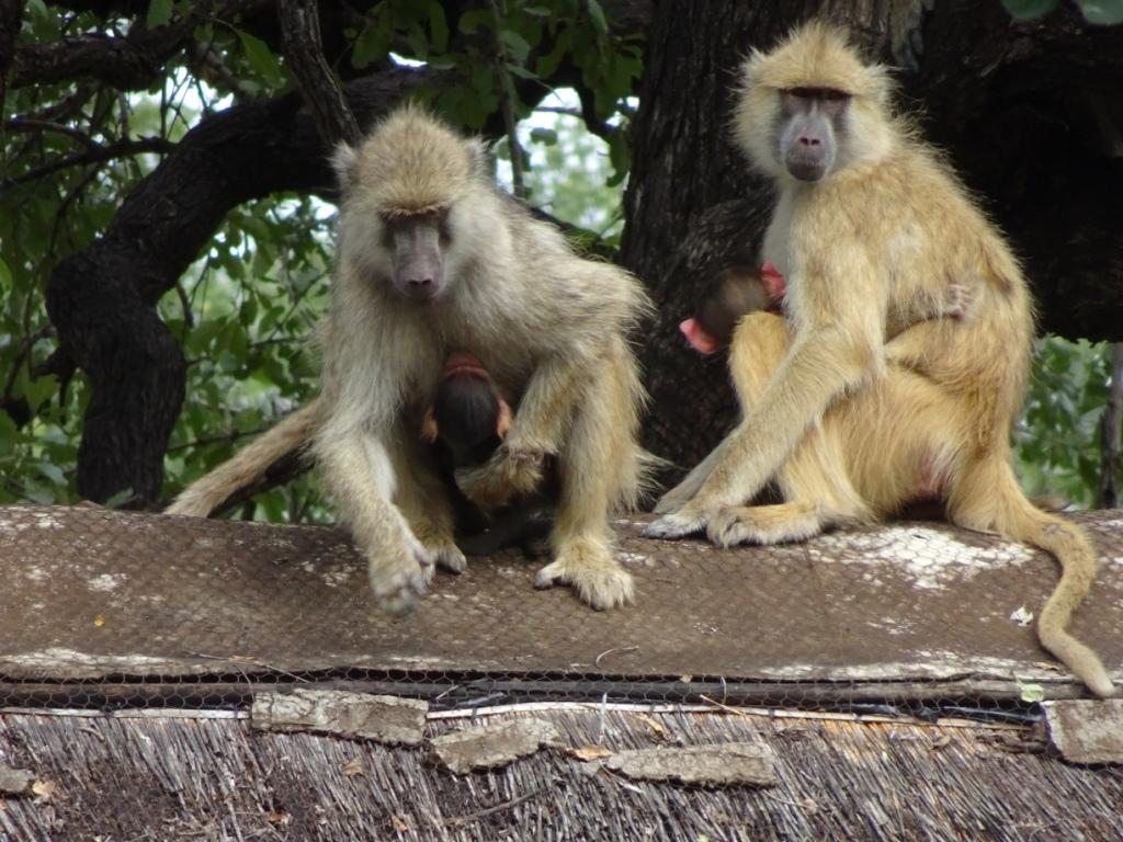 Baboons Croc Valley Camp