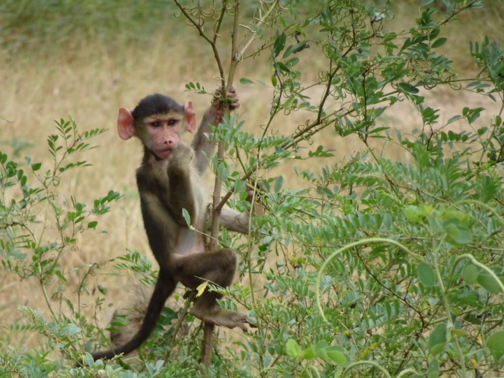 Baby Baboon