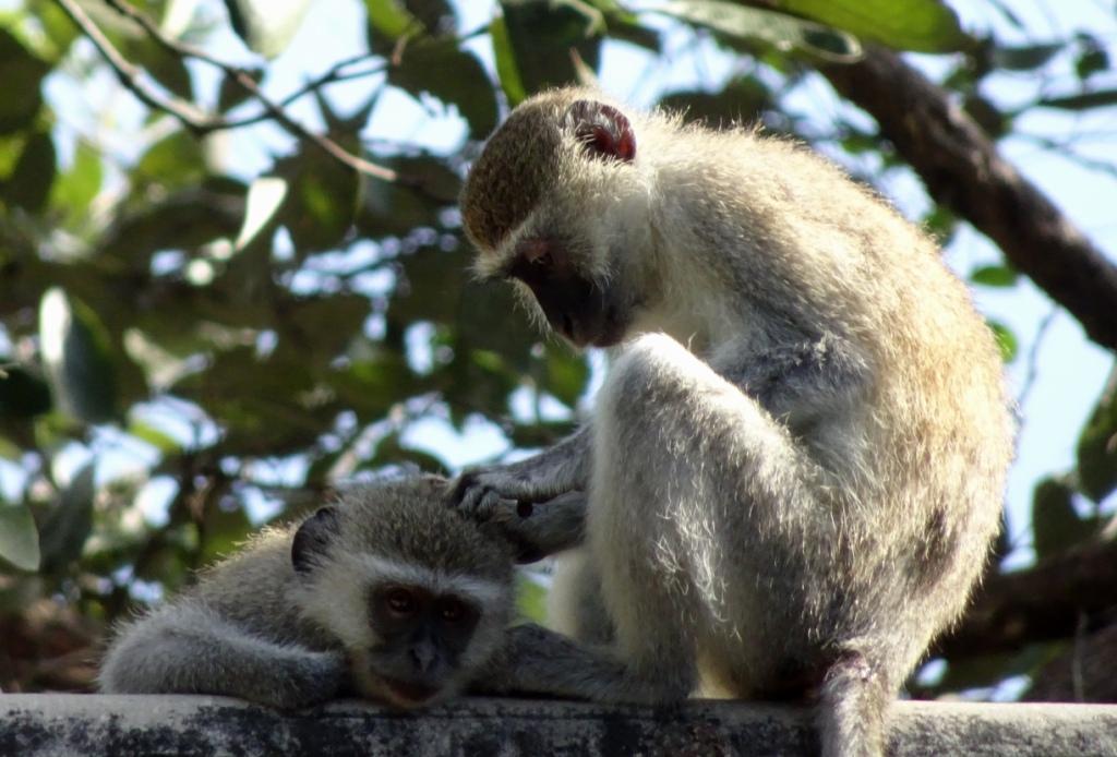 Monkeys Grooming