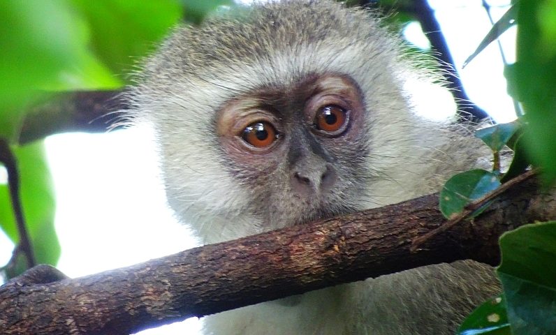 Vervet Monkey Croc Valley Camp