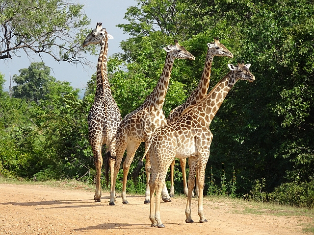 Giraffes Zambia