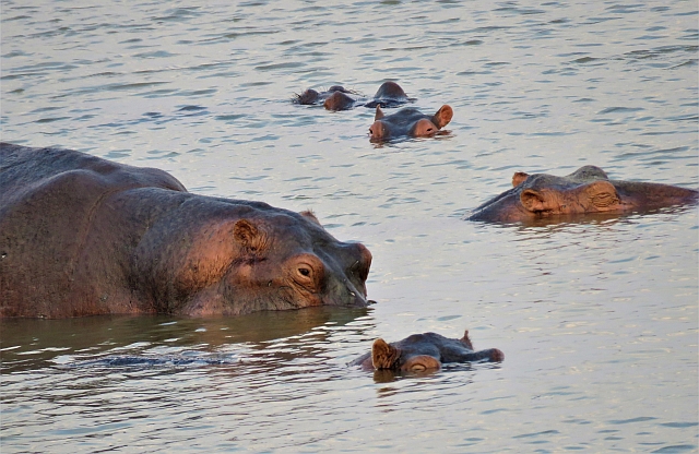 Hippos