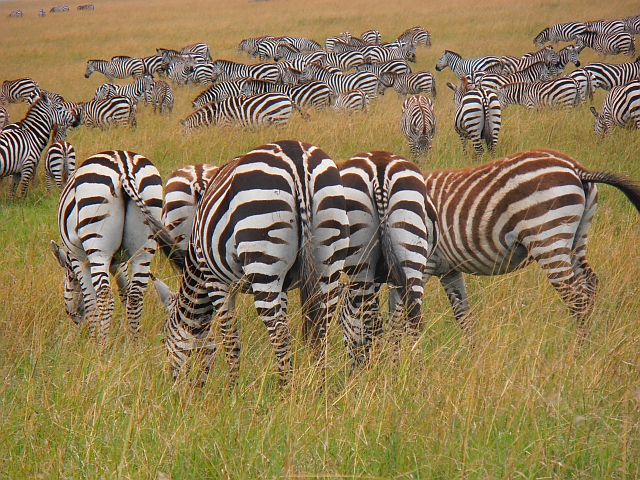 Zebras