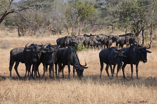 wildebeest-2541968_640