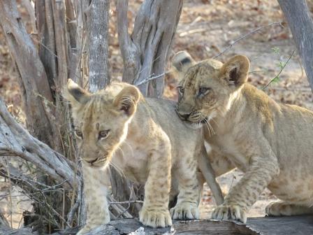 Lion cubs South Luangwa