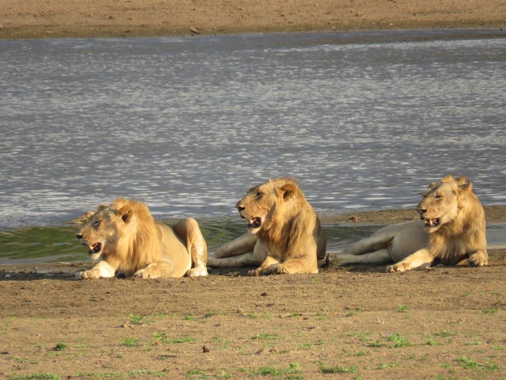 Lions South Luangwa