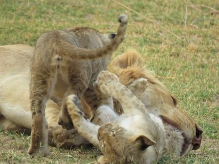 Lion cubs South luangwa